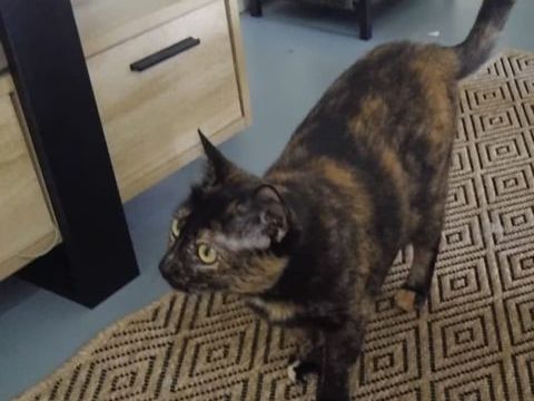 DANAE 285 91100 Corbeil-essonnes