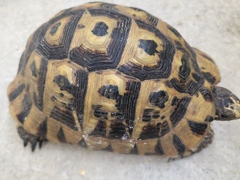 Tortue 200 13700 Marignane