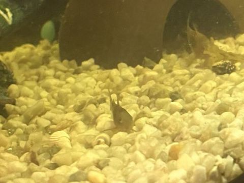 Don de corydoras 0 31830 Plaisance-du-touch