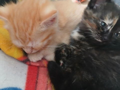 Chaton 100 93360 Neuilly-plaisance
