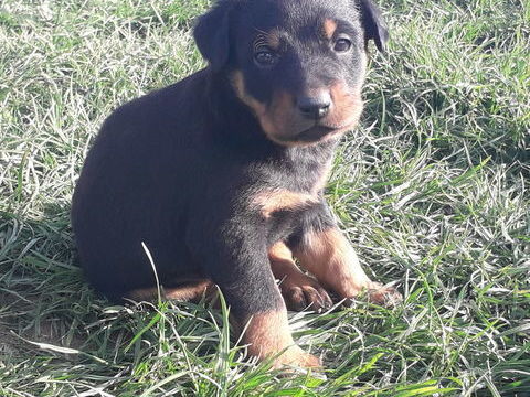 Chiots Beauceron 500 70120 La quarte