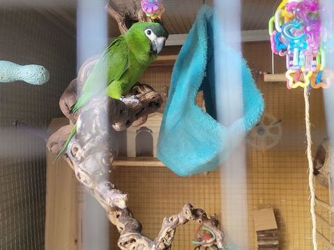 Ara nobilis  1200 91200 Athis-mons