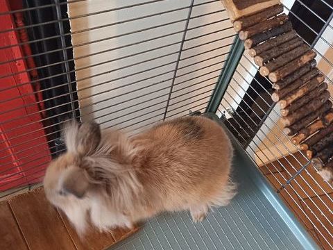 lapins nains 10 63630 Saint-bonnet-le-chastel