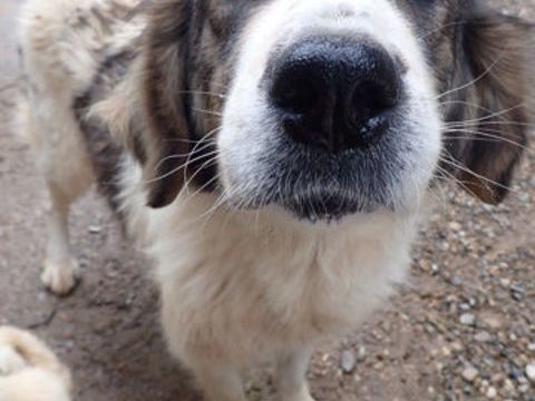 Baïkal à l'adoption 200 15000 Aurillac