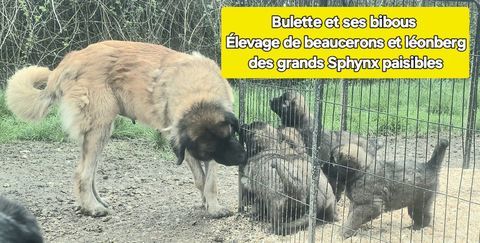 CHIOTS LEONBERG LOF 1800 € 1800 47800 Miramont-de-guyenne