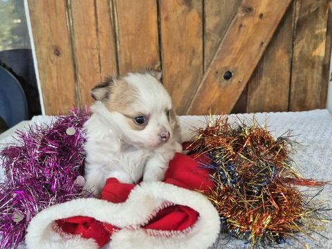 chihuahua poils long 830 17400 Saint-denis-du-pin