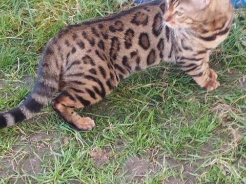 Male bengal LOOF 950 59250 Halluin