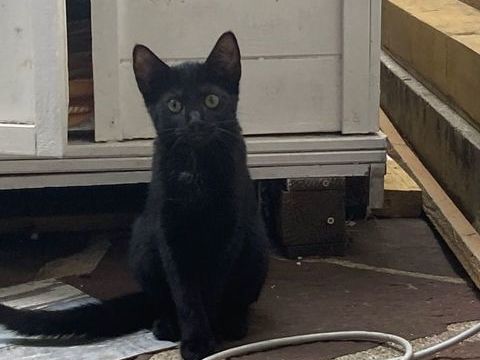Adorables chatons cherchent famille pour la vie 0 92200 Neuilly-sur-seine