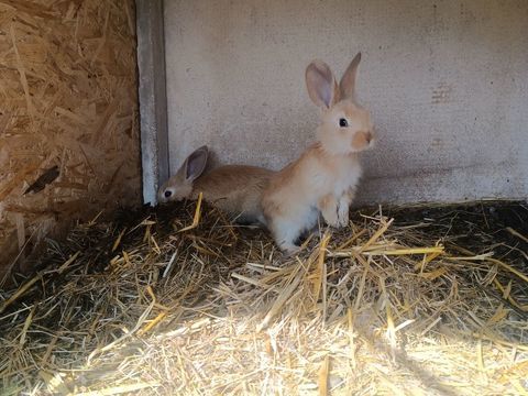 lapins 30 89740 Gland