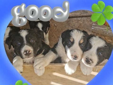 chiots Border Collie 500 14190 Estrées-la-campagne