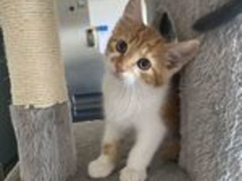   Chatons  