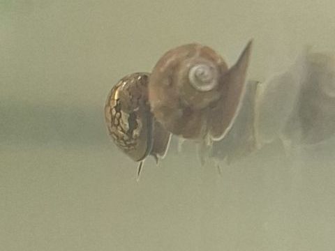 Escargots mangeurs d'algues 1 66100 Perpignan