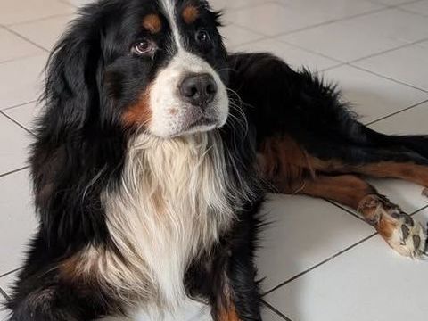Chien RIO à l adoption 250 07130 Soyons
