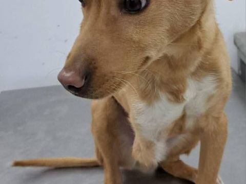 Scooby 300 28000 Chartres