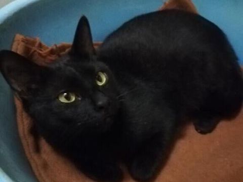 Jeune et brave chat &agrave; adopter sur Marseille 0 13004 Marseille
