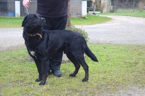 Chien MALCO &agrave; l adoption 250 47160 Caubeyres