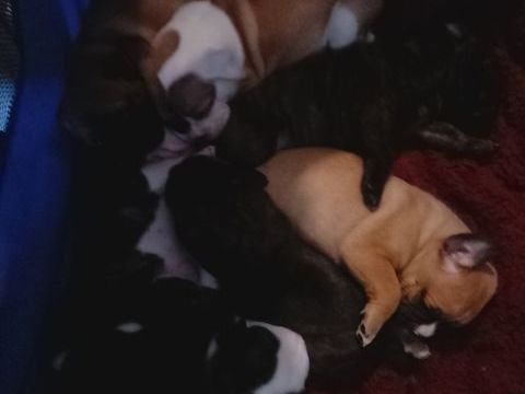 A r&eacute;server 7 magnifique chiots bulldog continental 950 31660 Bessi�res