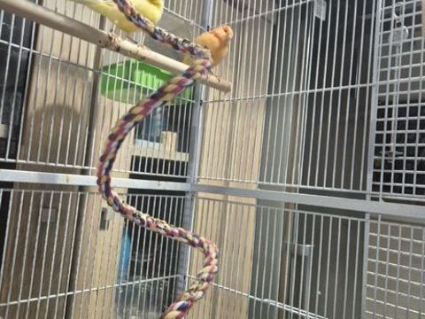 3 canaries avec cage 120 59184 Sainghin-en-weppes