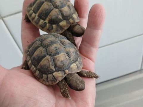 Tortues 300 88200 Saint-nabord