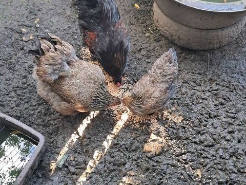 Poule brahma perdrix maill&eacute; dor&eacute; pure race 30 80880 Saint-quentin-la-motte-croix-au-bailly