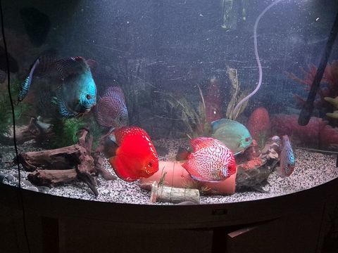 Discus 0 13008 Marseille