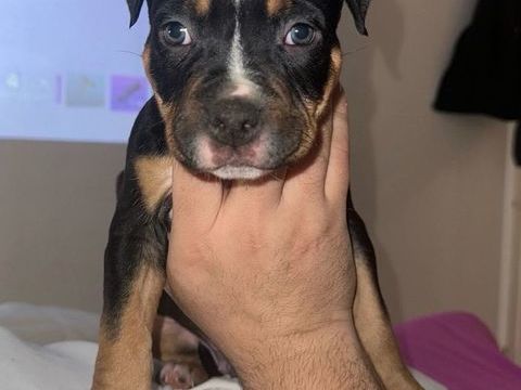 American Bully 600 93190 Livry-gargan