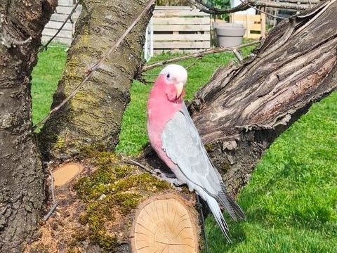 Perroquet cacato&egrave;s rosalbin 1400 42450 Sury-le-comtal