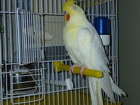 Calopsite avec cage 50 95100 Argenteuil