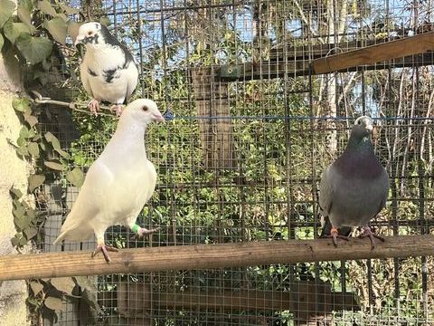 Pigeons 10 59390 Lys-lez-lannoy