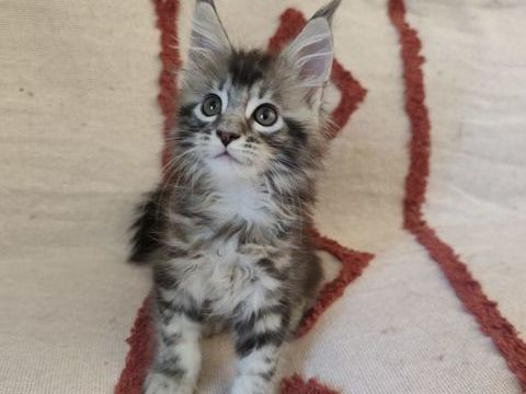 Chatons Maine Coon LOOF &agrave; r&eacute;server 1100 30200 Saint-nazaire