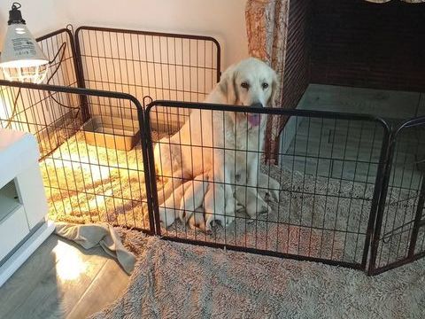 CHIOT GOLDEN RETRIEVER ISSU PARENT LOF 1000 59300 Valenciennes