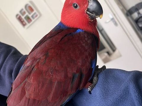 Jeune eclectus 650 62200 Boulogne-sur-mer