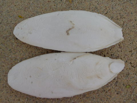 seiches 2 16720 Saint-mme-les-carrires