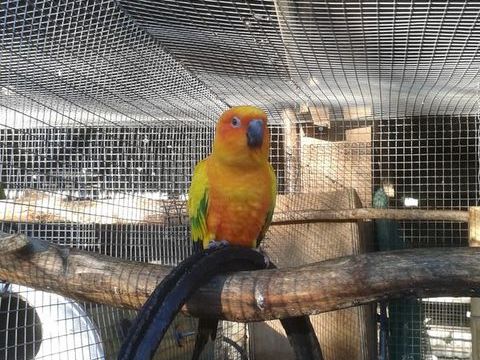 conure soleil femelle 0 87620 S�reilhac