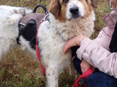 Robbie à l'adoption 300 53000 Laval
