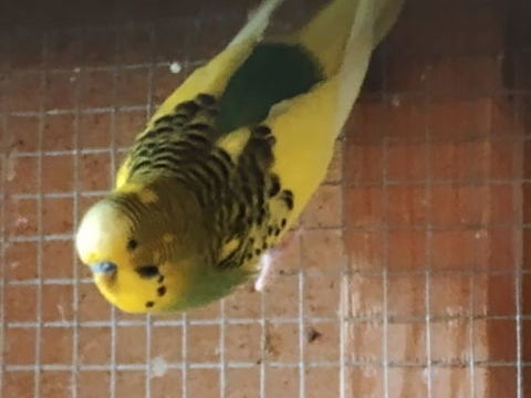 Perruche ondul&eacute;e 10 02700 Fri�res-faillou�l