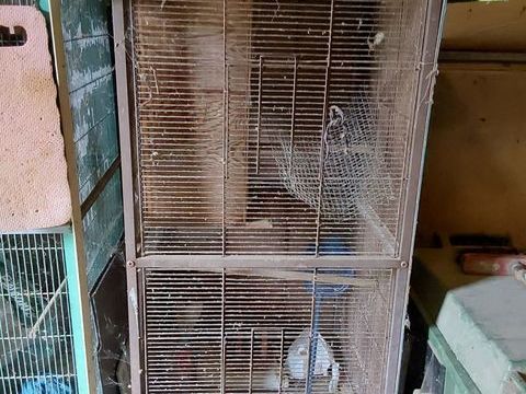 cages oiseaux 50 79310 Mazires-en-gtine