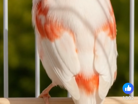 Canaris mosaïque rouge de l'âne 2 fem? 30 50520 Reffuveille