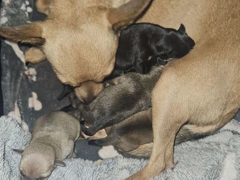 Vends chihuahuas. 300 12850 Onet-le-ch�teau