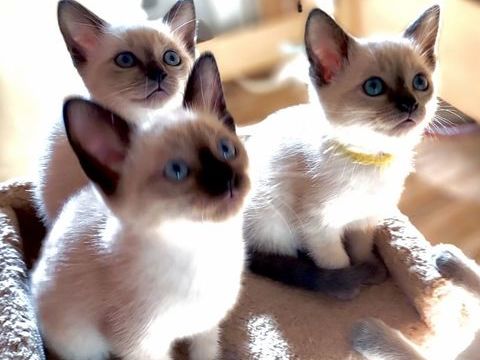 Chatons siamois  680 64300 Orthez