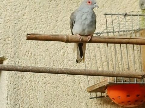 COLOMBE DIAMANT 20 85000 La roche-sur-yon