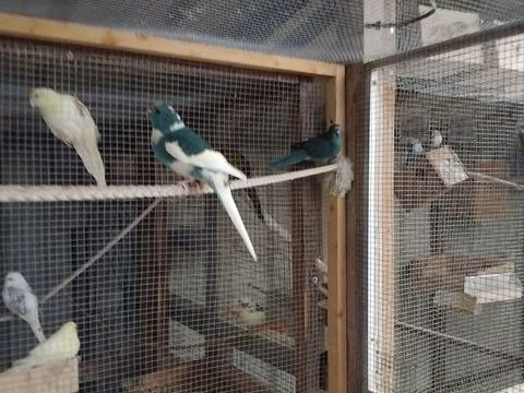 Kakariki femelle mutation 70 33340 Lesparre-m�doc