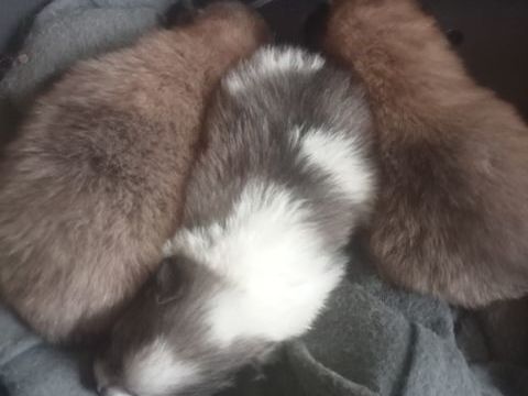 chiot a réserver 3 femelle 2 mal  joli couleur . 650 86210 Bonneuil-matours
