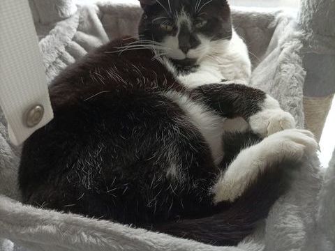 Adorables chat a adopter 0 62138 Billy-berclau