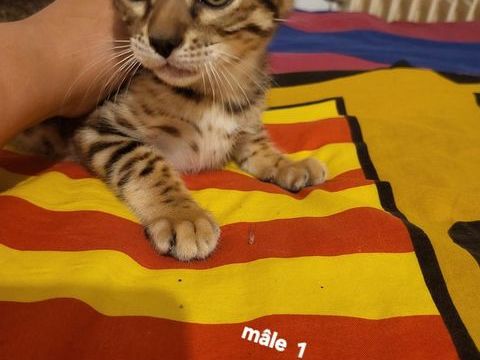 2 chatons Bengal brown  &agrave; rosettes LOOF 750 70100 Gray