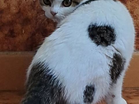 Charmants petits chatons de compagnie 190 82390 Durfort-lacapelette