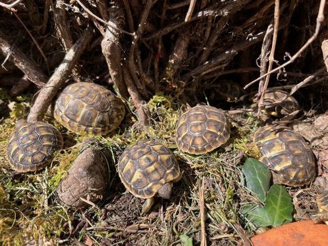 Tortues terrestres juv&eacute;niles 2025 (Charente Maritime) 90 17200 Royan