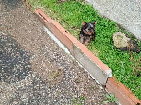 YORK 500 16230 Sainte-colombe