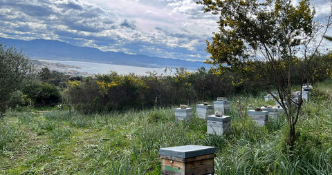 Essaims hivern&eacute;s abeilles noires bio 120 34770 Gigean