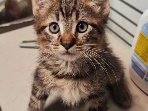 Chatons Maine Coon crois&eacute;s 0 13008 Marseille